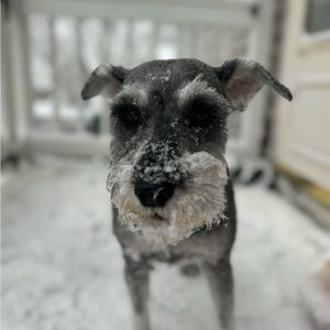 Meet your Posher, Jimmy